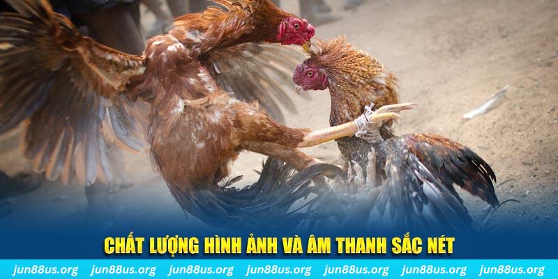 new 88 gà chọi tiêu phong